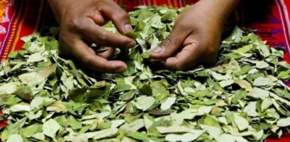 Hojas de coca