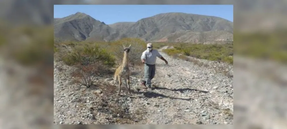 ¡Final feliz! La increíble recuperación de un guanaco que estaba al borde de la muerte