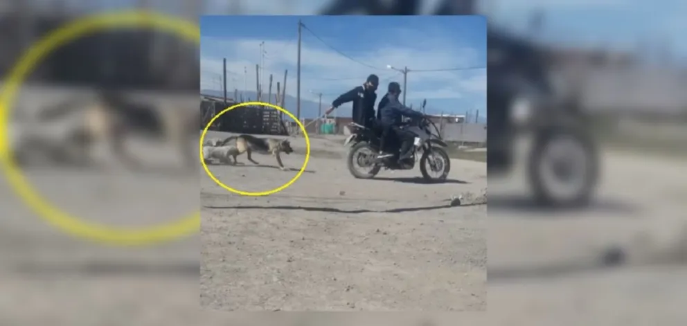 |INSÓLITO VIDEO| "Jinetes motorizados", con un lazo se robaron un perro de un popular barrio salteño