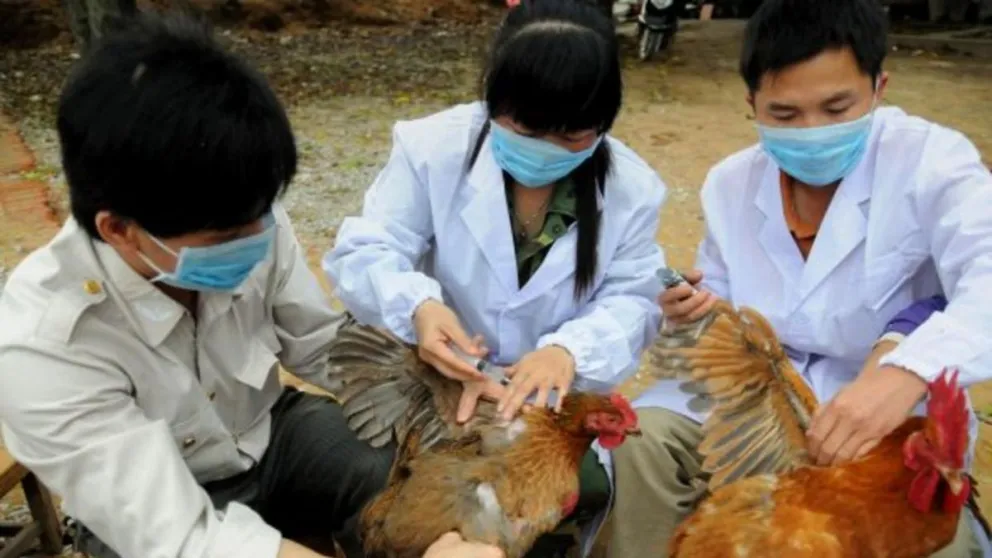 Se detectó en China el primer caso mundial de gripe aviar H10N3 en humanos