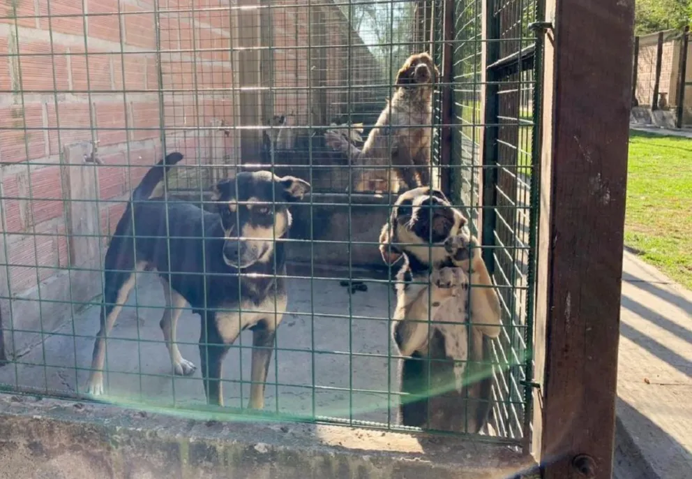 ¡Hacelo por "Chonino"! En el Día del Perro, ellos esperan un hogar