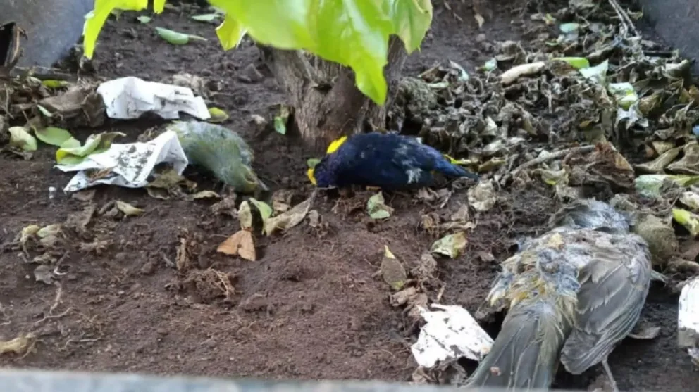 La pirotecnia volvió a hacer estragos: se reportó la muerte de numerosas aves en San Lorenzo