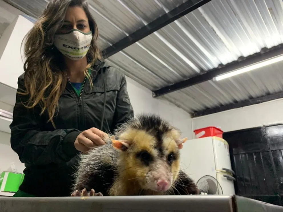 Amor animal: una veterinaria salteña fuera de serie