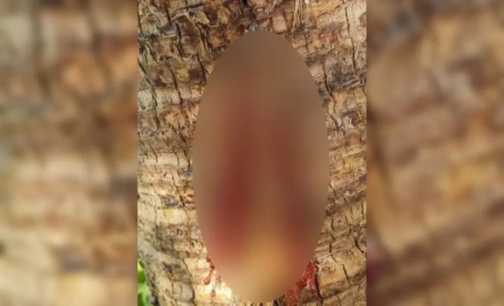 Apareció una misteriosa imagen en un árbol, y varios salteños aseguran que se trata de la Virgen María