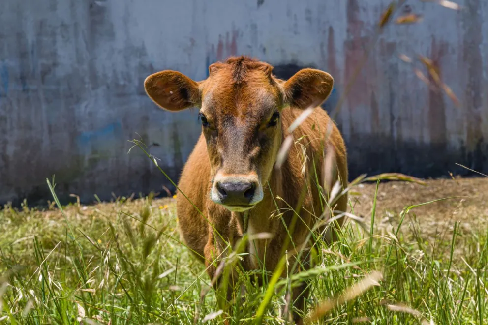 Escuela Agrícola denuncia que se roban  hasta los animales