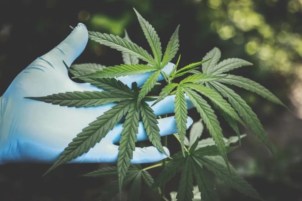 Eso no era perejil: changuito salteño cayó con una importante cantidad de plantas de marihuana